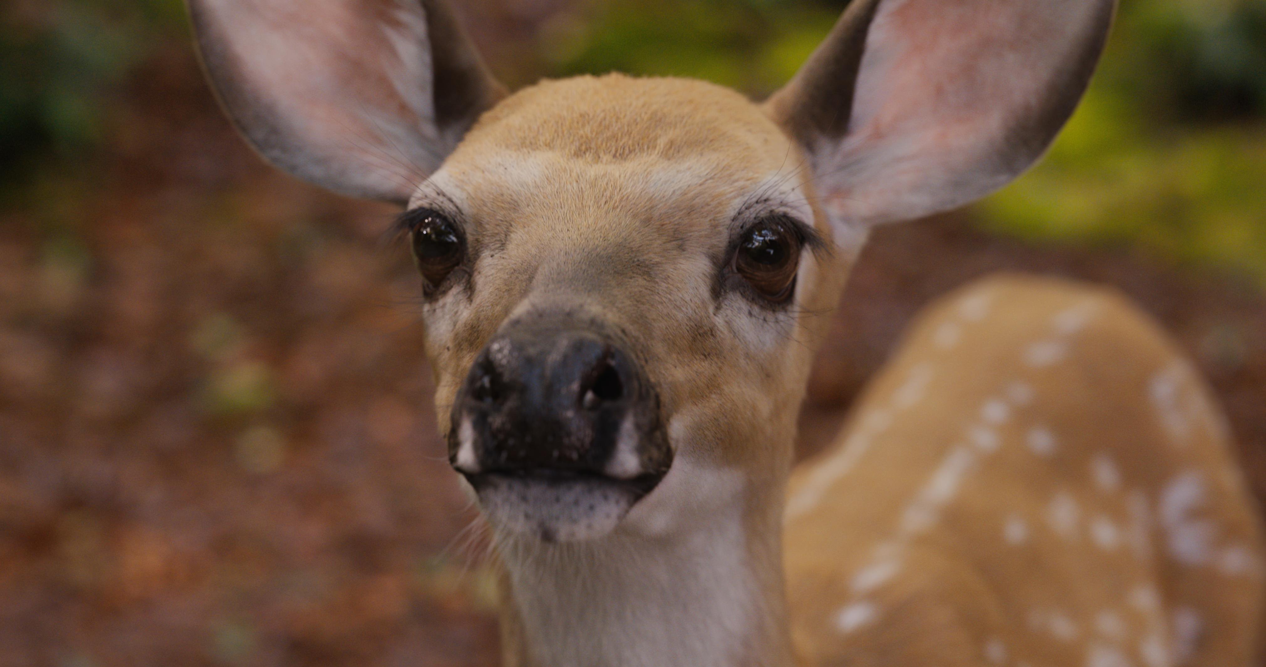 Fawn