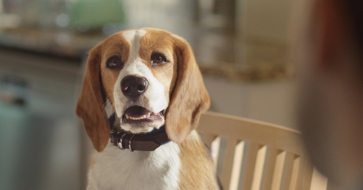 Beagle Street / Trousers / Behind the Scenes Freefolk