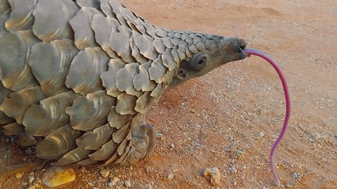 Pangolins: Scale of the Trade