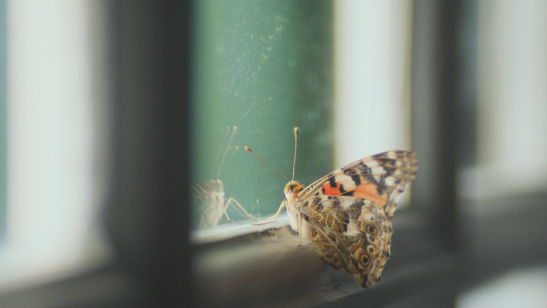 the-guardian-butterfly-freefolk-08.jpg